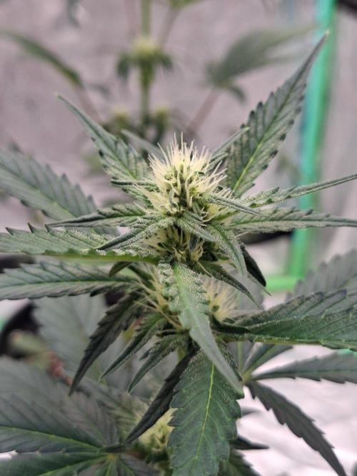 Fastbuds Guava Girls. Week 3