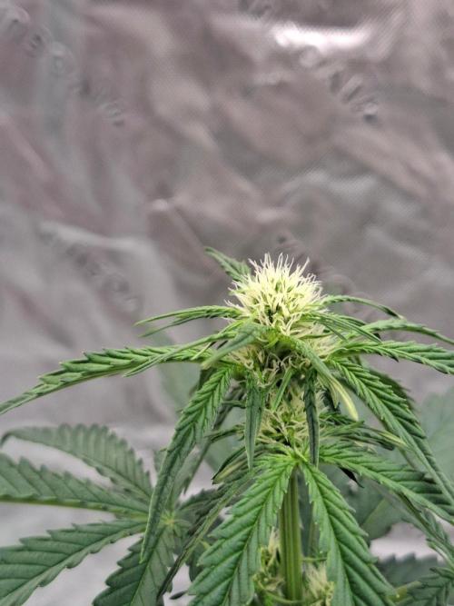 Fastbuds Guava Girls. Week 3