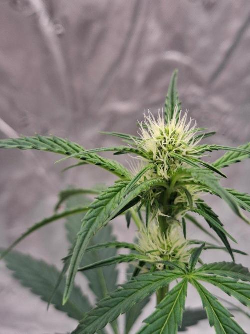 Fastbuds Guava Girls. Week 3