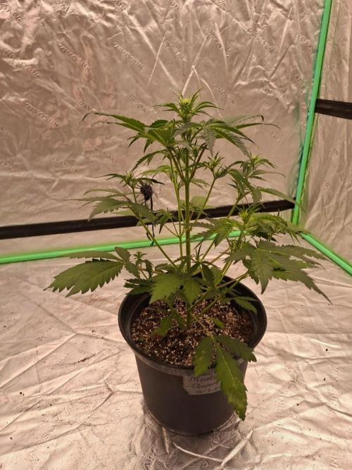 Fastbuds Mendo Guava Outdoor. Week 3