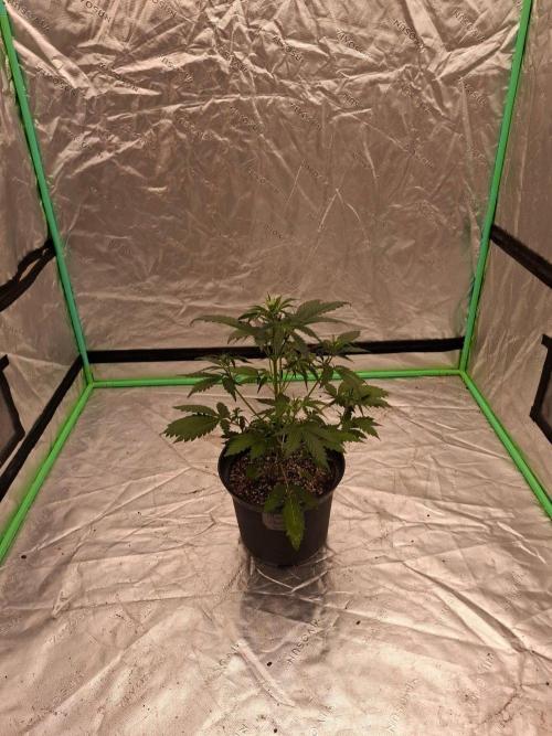 Fastbuds Mendo Guava Outdoor. Week 3