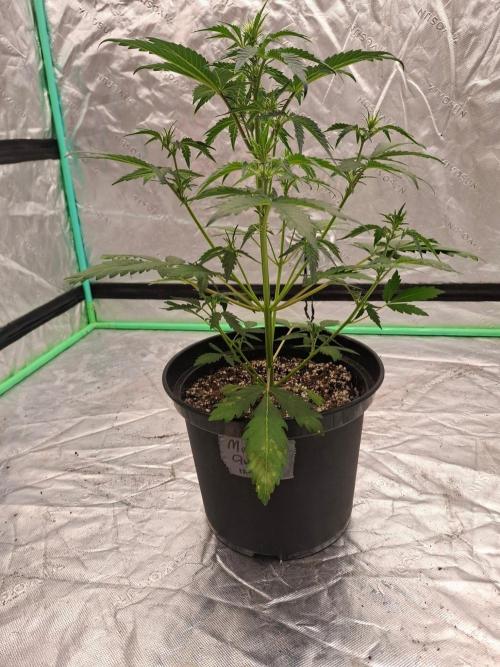 Fastbuds Mendo Guava Outdoor. Week 3