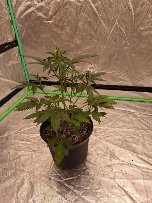 Fastbuds Mendo Guava Outdoor. Week 3