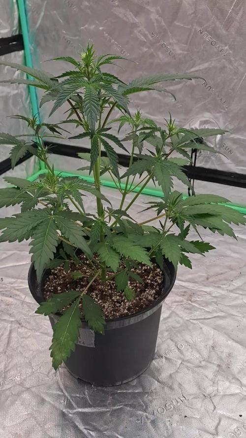 Fastbuds Mendo Guava Outdoor