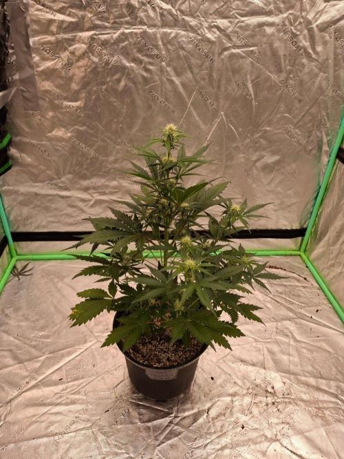 Fastbuds Mendo Guava Outdoor. Week 4