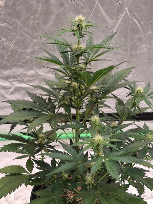 Fastbuds Mendo Guava Outdoor. Week 4