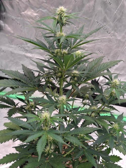 Fastbuds Mendo Guava Outdoor. Week 4