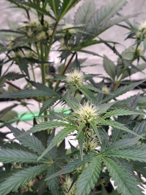 Fastbuds Mendo Guava Outdoor. Week 4