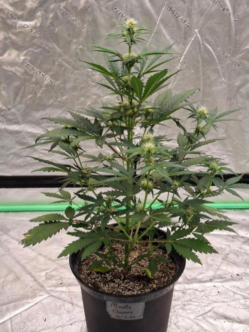 Fastbuds Mendo Guava Outdoor. Week 4