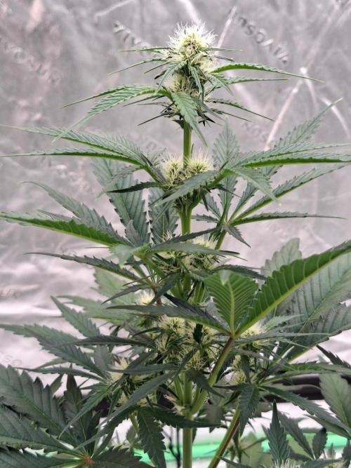 Fastbuds Mendo Guava Outdoor. Week 4