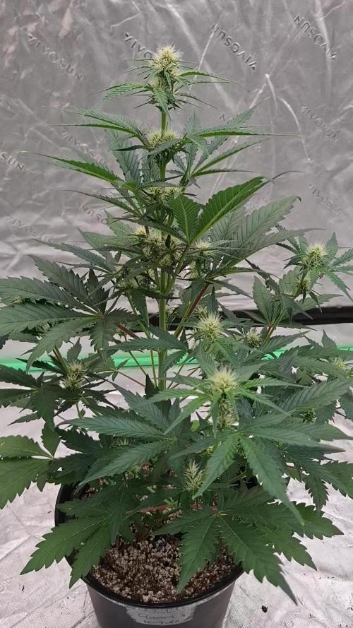 Fastbuds Mendo Guava Outdoor
