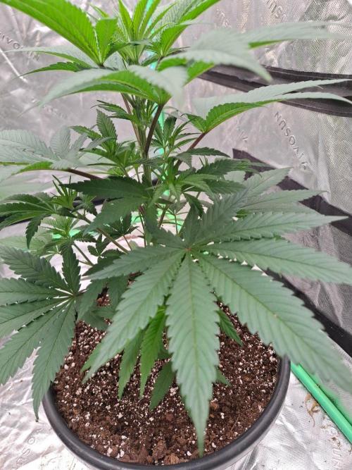 Kannabia Apple & Bananas. Week 4