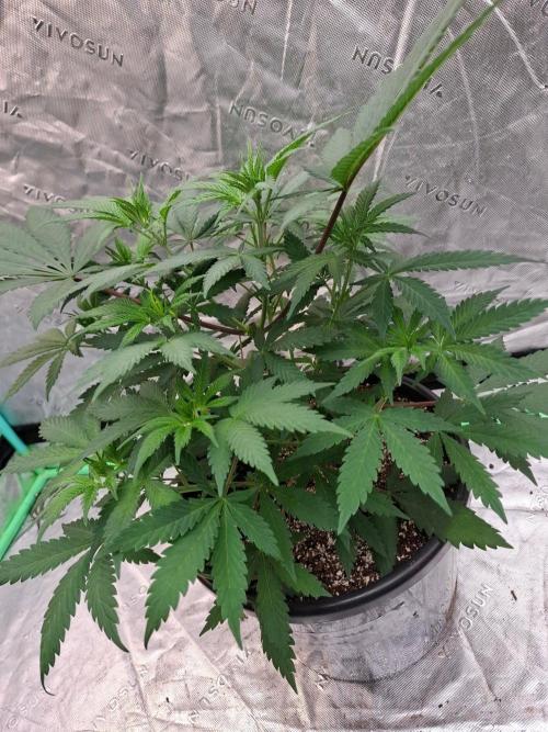 Kannabia Apple & Bananas. Week 4