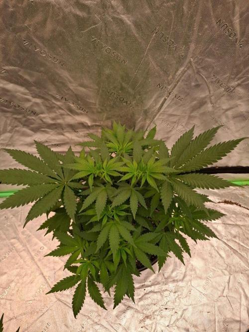Kannabia Apple & Bananas. Week 4
