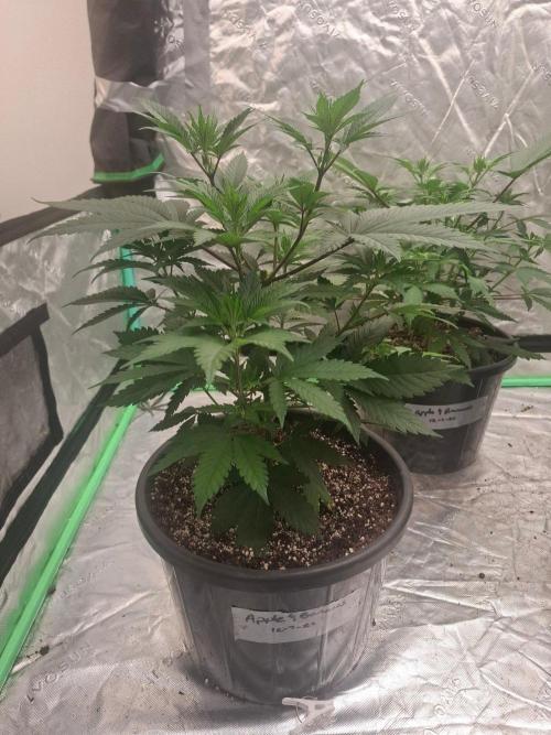Kannabia Apple & Bananas. Week 4