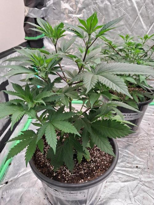 Kannabia Apple & Bananas. Week 4