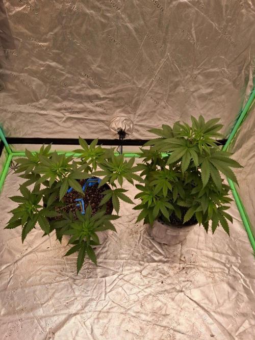 Kannabia Seeds Zoap Rose. Week 4