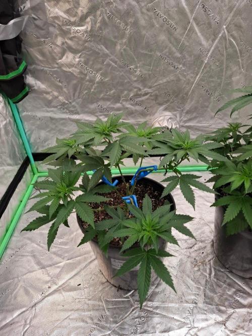 Kannabia Seeds Zoap Rose. Week 4