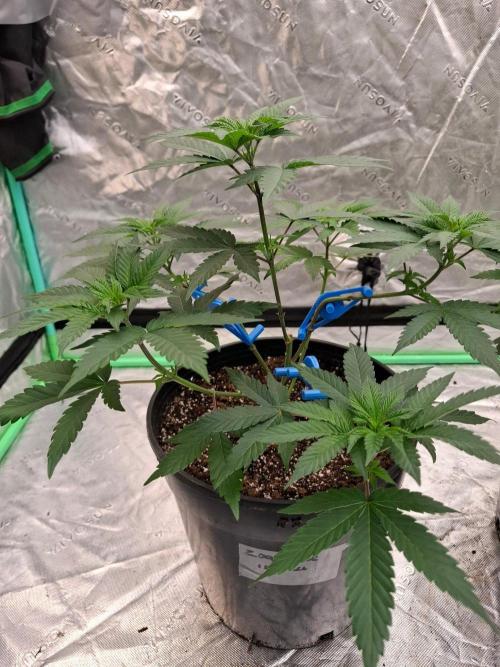 Kannabia Seeds Zoap Rose. Week 4