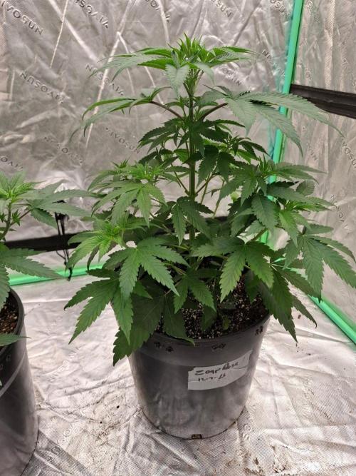 Kannabia Seeds Zoap Rose. Week 4