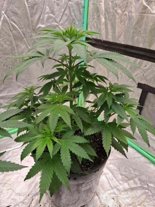 Kannabia Seeds Zoap Rose. Week 4