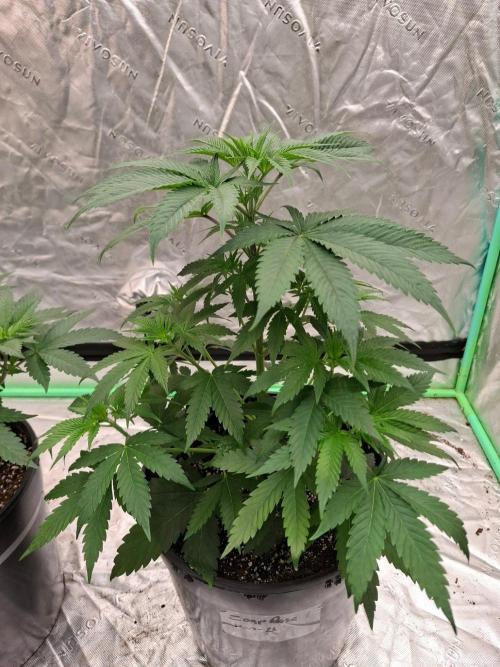 Kannabia Seeds Zoap Rose. Week 4