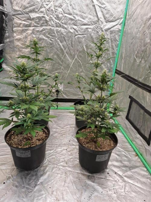 Fastbuds Guava Girls. Week 4