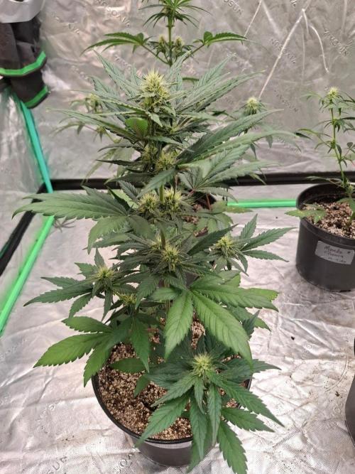Fastbuds Guava Girls. Week 4