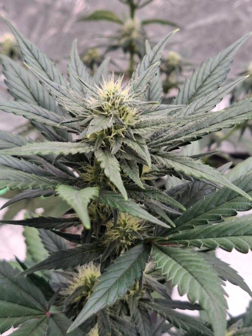 Fastbuds Guava Girls. Week 4