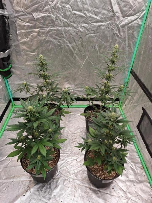 Fastbuds Guava Girls. Week 4