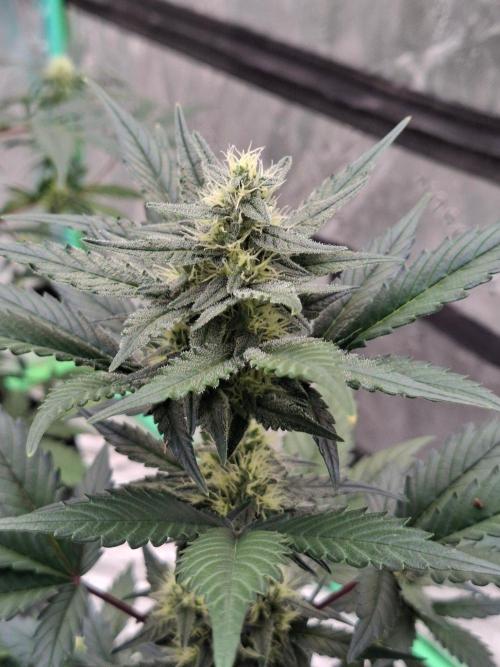 Fastbuds Guava Girls. Week 4