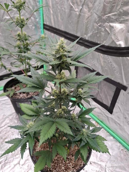 Fastbuds Guava Girls. Week 4