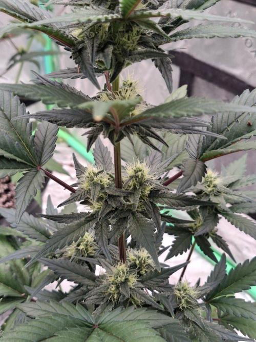 Fastbuds Guava Girls. Week 4