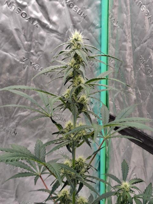 Fastbuds Guava Girls. Week 4