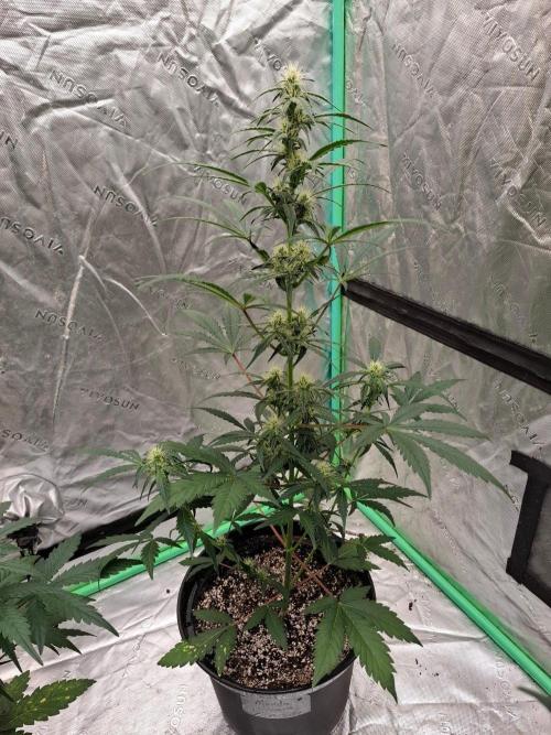 Fastbuds Guava Girls. Week 4