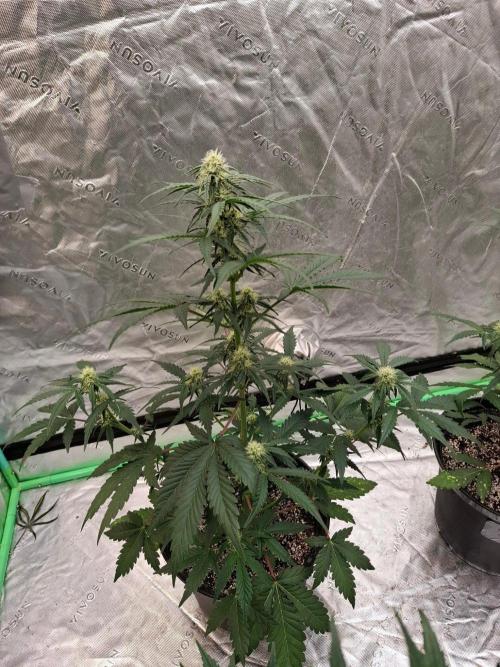 Fastbuds Guava Girls. Week 4
