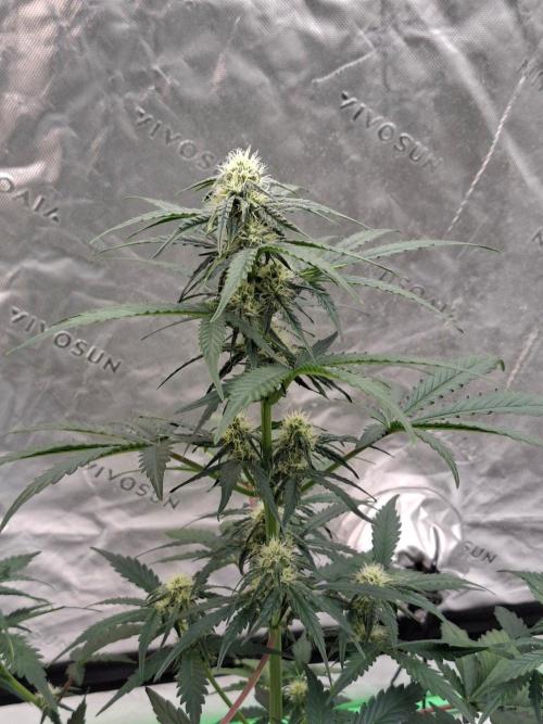 Fastbuds Guava Girls. Week 4