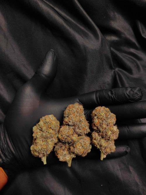 Fastbuds Mendo Frost Auto. Week 12