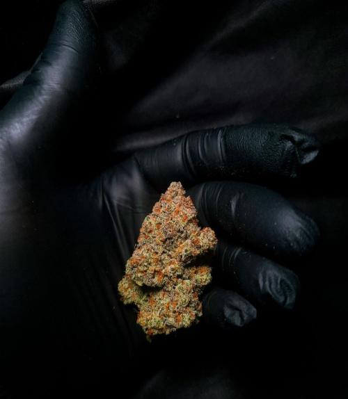 Fastbuds Mendo Frost Auto. Week 12