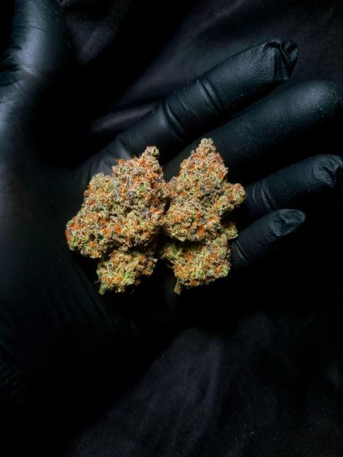 Fastbuds Mendo Frost Auto. Week 12