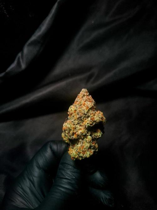 Fastbuds Mendo Frost Auto. Week 12