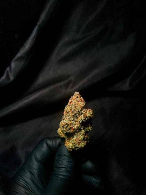 Fastbuds Mendo Frost Auto. Week 12