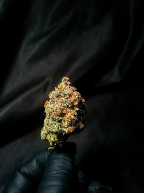 Fastbuds Mendo Frost Auto. Week 12