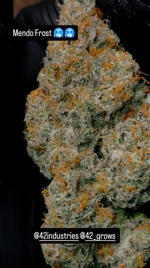 Fastbuds Mendo Frost Auto