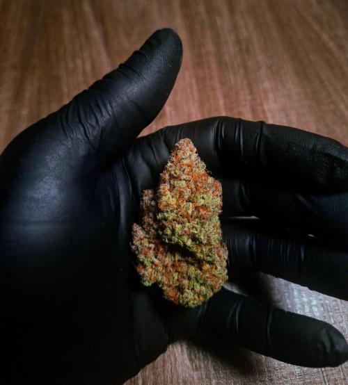 Fastbuds Guava Sundae. Week 11
