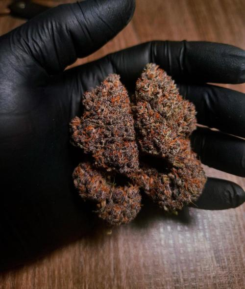 Fastbuds Guava Sundae. Week 11