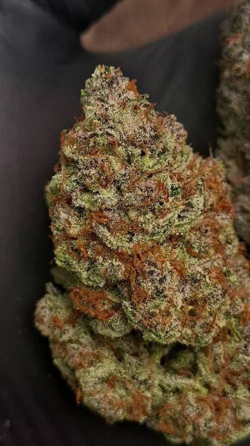 Fastbuds Guava Sundae