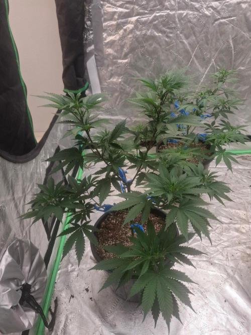 Kannabia Apple & Bananas. Week 5