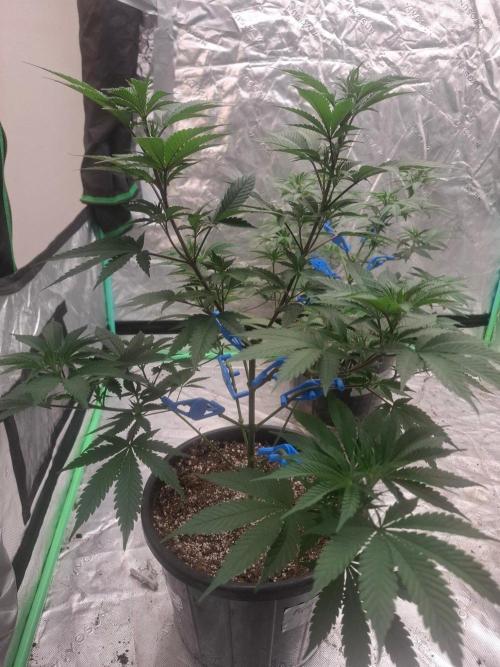 Kannabia Apple & Bananas. Week 5