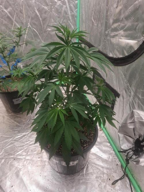 Kannabia Apple & Bananas. Week 5